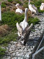 Pelican, Pelecanus onocrotalus, P. rufescens (ord Pelecaniformes) (fam Pelecanides) (Photo F. Mrugala) (03)